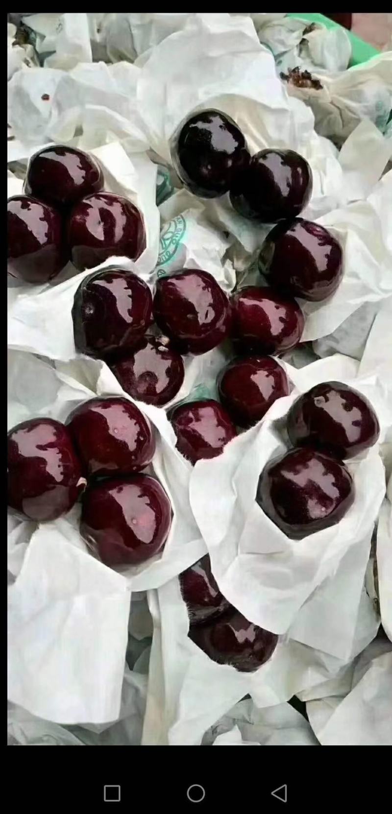 黑珍珠大樱桃（红灯）苗