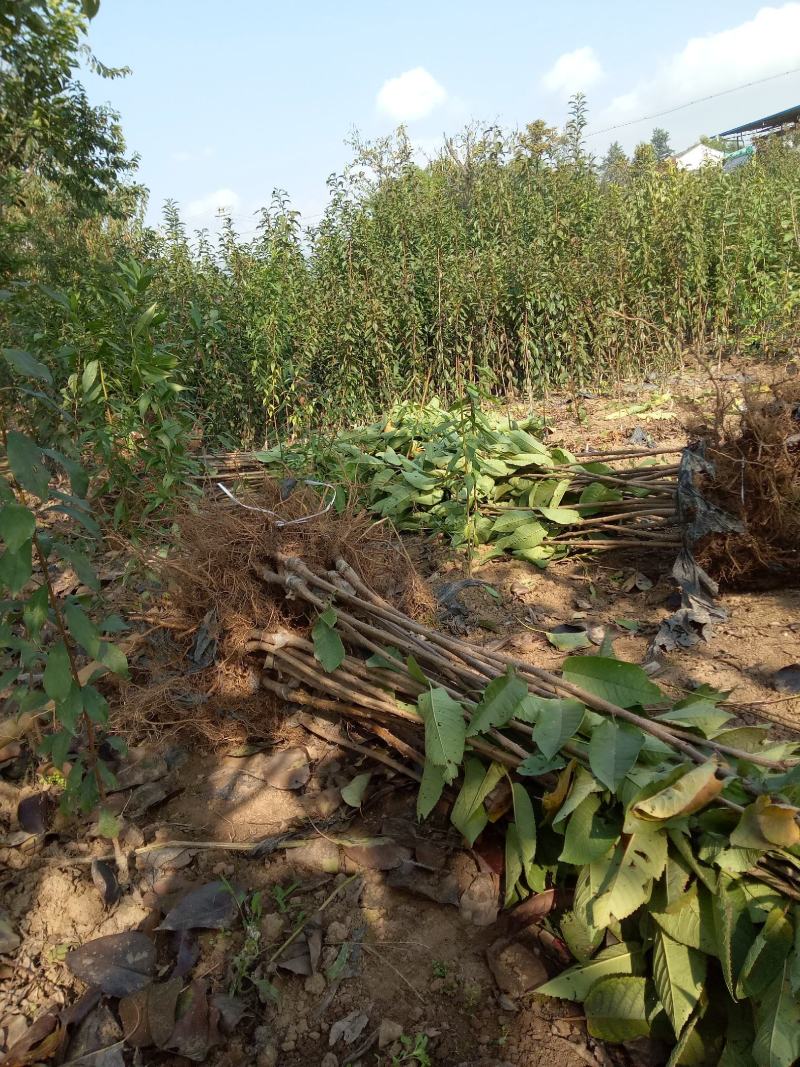 黑珍珠大樱桃（红灯）苗