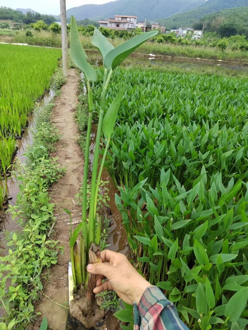 梭鱼草各种水生植物基地大量现货供应，欢迎各位客户咨询