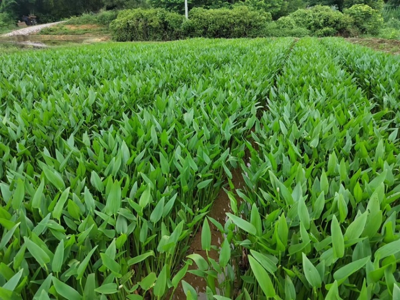 梭鱼草各种水生植物基地大量现货供应，欢迎各位客户咨询
