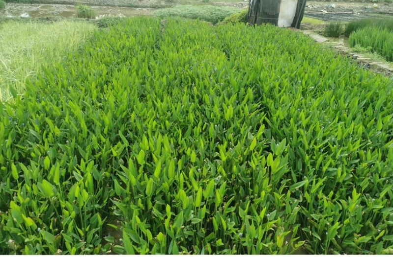 梭鱼草各种水生植物基地大量现货供应，欢迎各位客户咨询