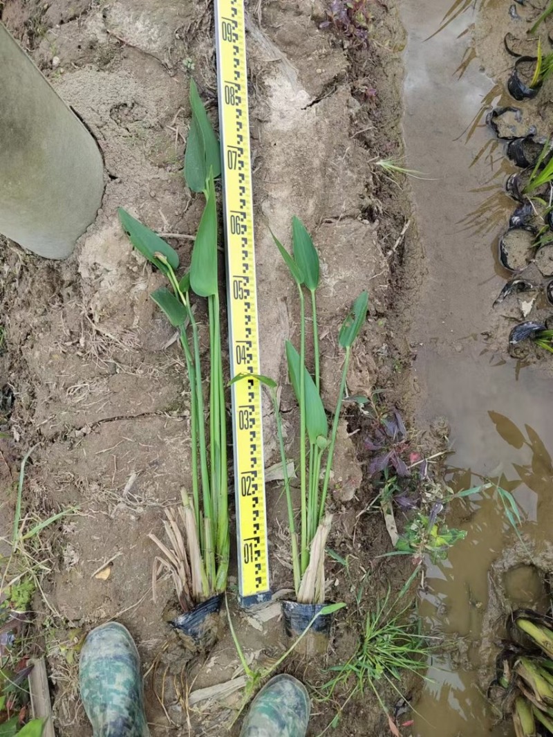 梭鱼草各种水生植物基地大量现货供应，欢迎各位客户咨询