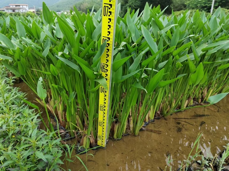 梭鱼草各种水生植物基地大量现货供应，欢迎各位客户咨询