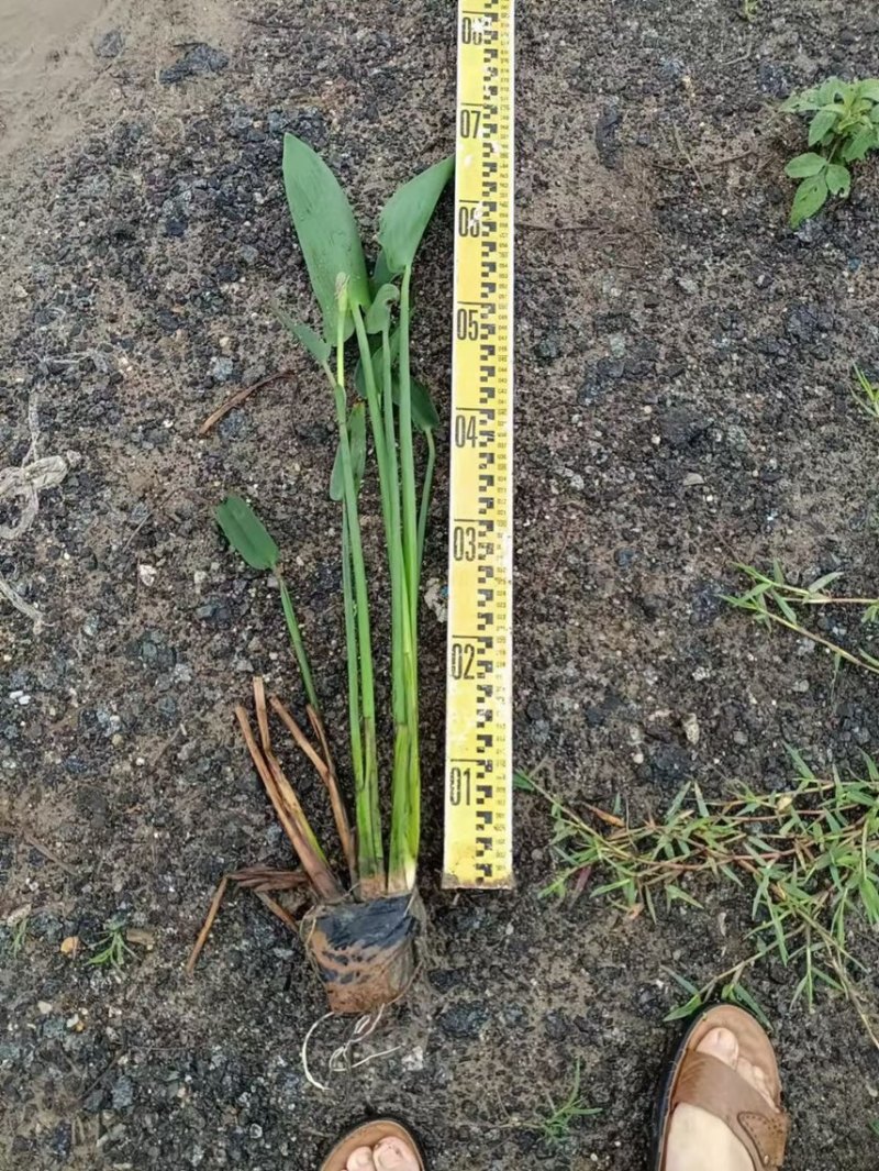梭鱼草各种水生植物基地大量现货供应，欢迎各位客户咨询