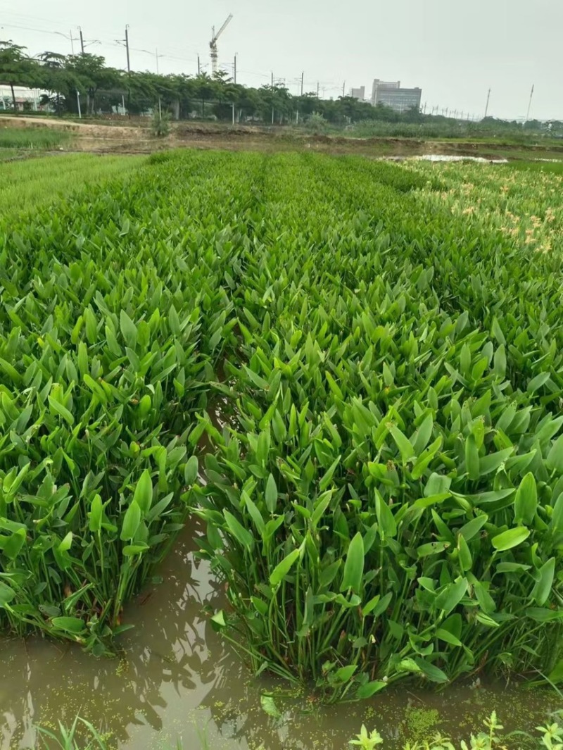梭鱼草各种水生植物基地大量现货供应，欢迎各位客户咨询