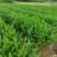 梭鱼草各种水生植物基地大量现货供应，欢迎各位客户咨询