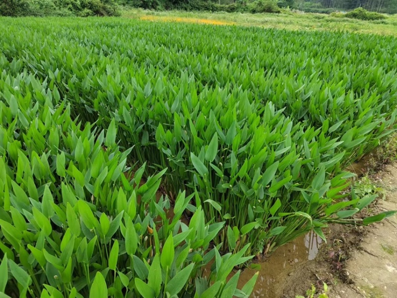 梭鱼草各种水生植物基地大量现货供应，欢迎各位客户咨询