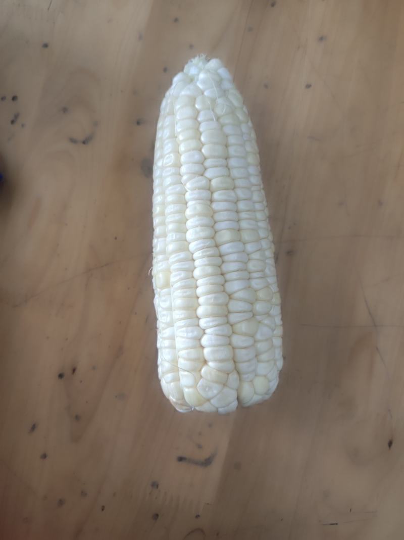 新甜糯玉米，黑甜糯