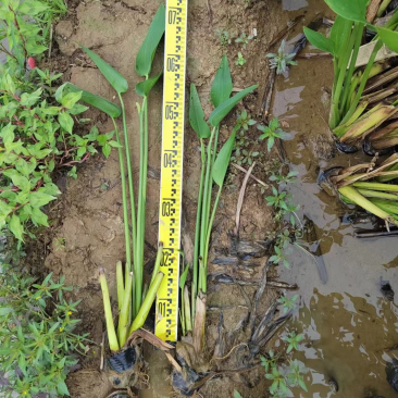 梭鱼草各种水生植物基地大量现货供应，欢迎各位客户咨询