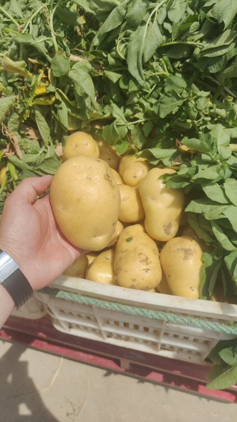 【实力】山东土豆荷兰十五土豆货源充足产地直供