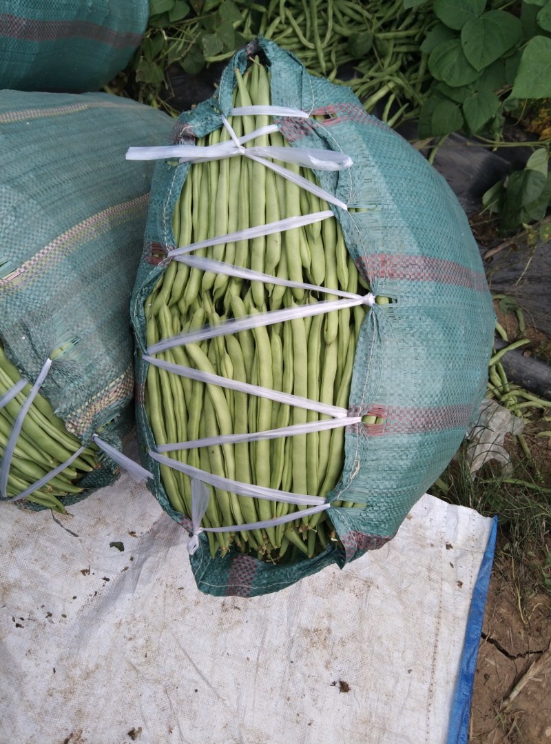 金豆
