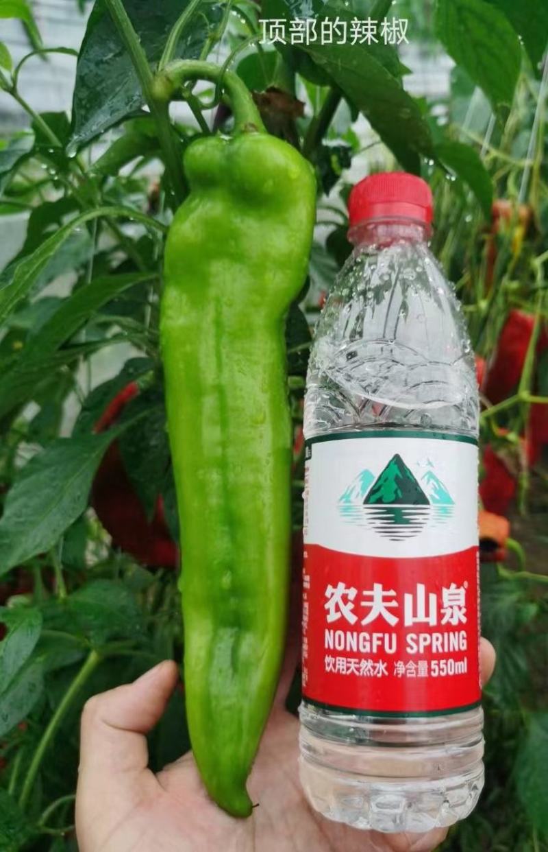 天皇龙椒辣椒种子果果长33厘米耐湿热抗病性强直5千公