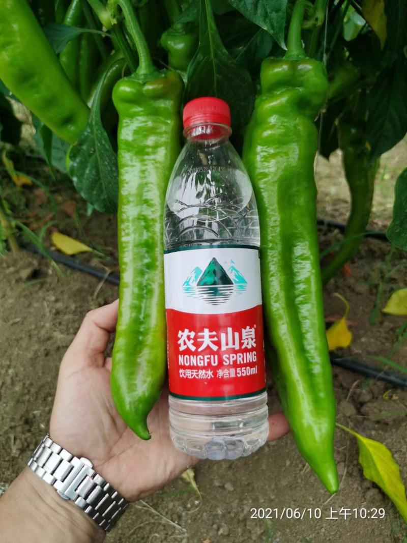 天皇龙椒辣椒种子果果长33厘米耐湿热抗病性强直5千公