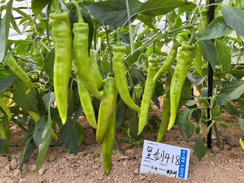 天皇龙椒辣椒种子果果长33厘米耐湿热抗病性强直5千公