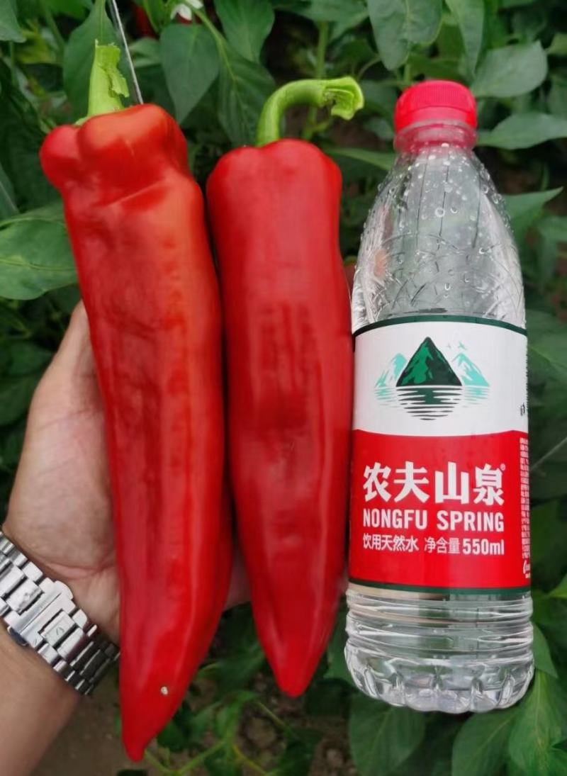 天皇龙椒辣椒种子果果长33厘米耐湿热抗病性强直5千公