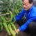 天皇龙椒辣椒种子果果长33厘米耐湿热抗病性强直5千公