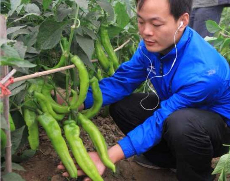 天皇龙椒辣椒种子果果长33厘米耐湿热抗病性强直5千公