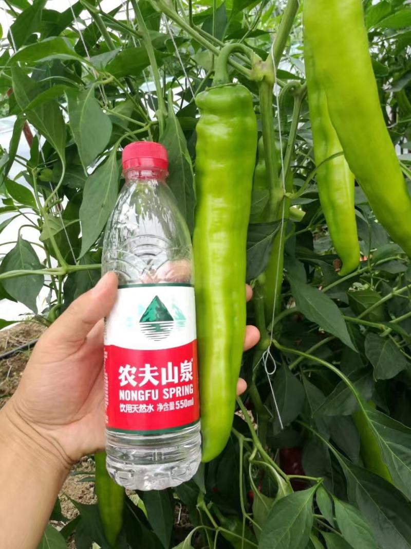 天皇龙椒辣椒种子果果长33厘米耐湿热抗病性强直5千公