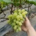 各种农产品