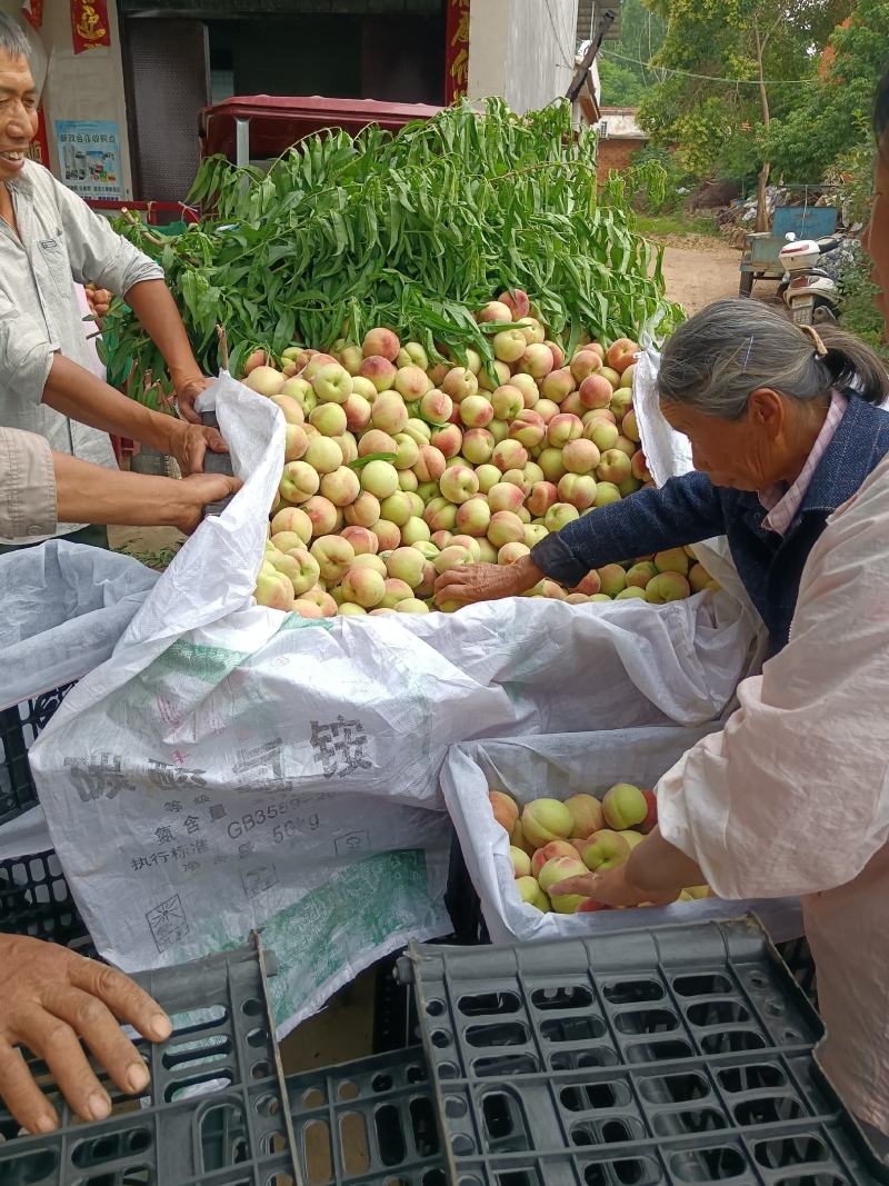 湖北枣阳突围桃大量上市了