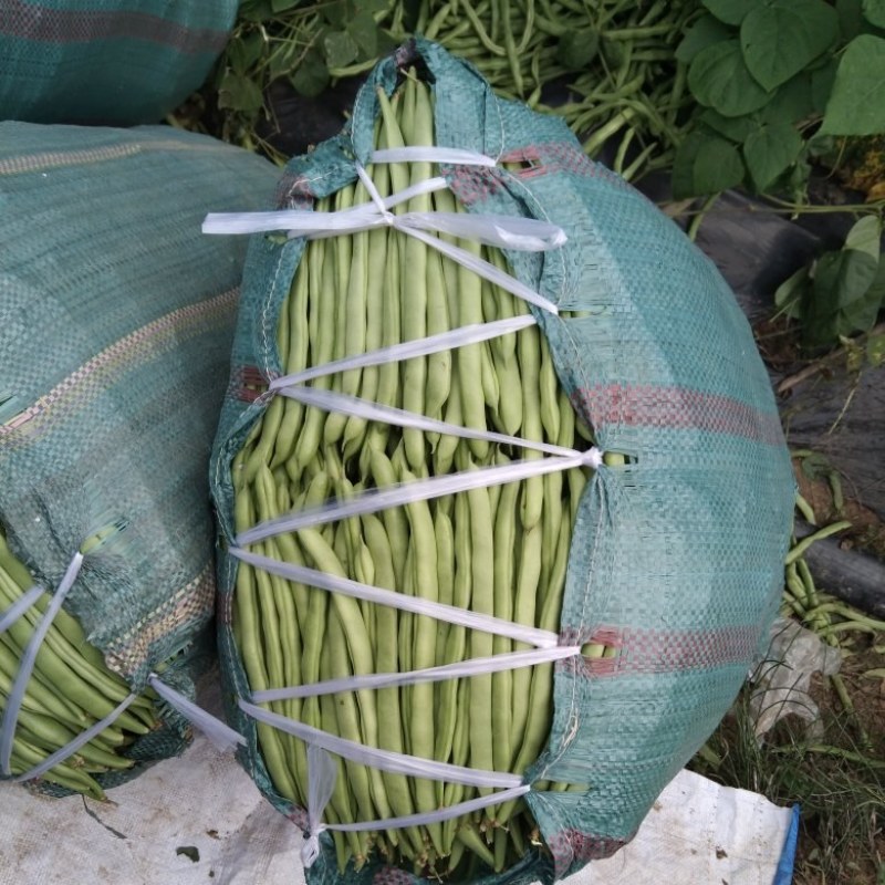 金豆