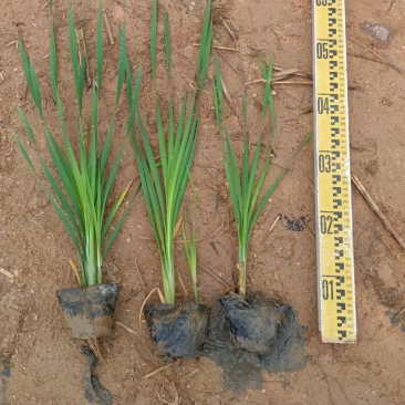 香蒲各种水生植物基地大量现货供应，欢迎各位客户咨询