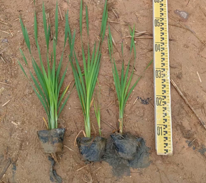 香蒲各种水生植物基地大量现货供应，欢迎各位客户咨询