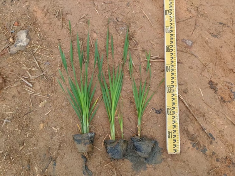 香蒲各种水生植物基地大量现货供应，欢迎各位客户咨询