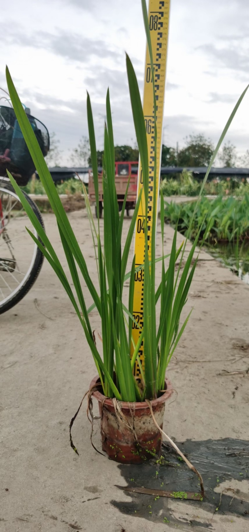 香蒲各种水生植物基地大量现货供应，欢迎各位客户咨询