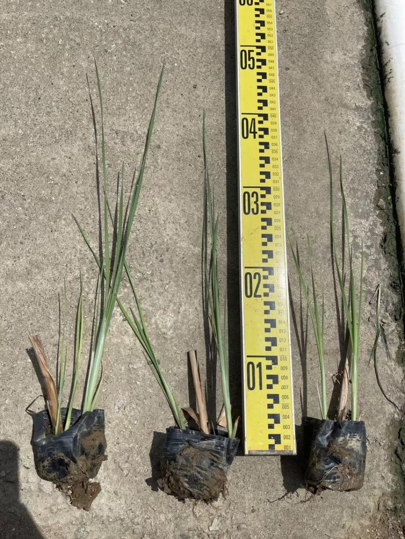 香蒲各种水生植物基地大量现货供应，欢迎各位客户咨询