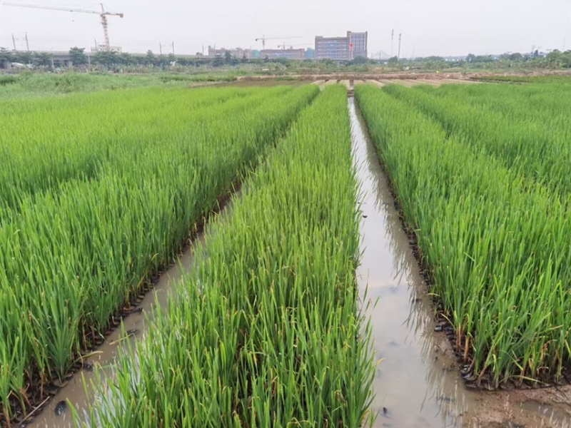 香蒲各种水生植物基地大量现货供应，欢迎各位客户咨询