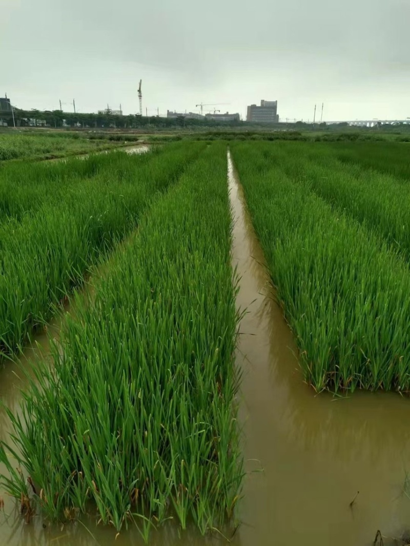 香蒲各种水生植物基地大量现货供应，欢迎各位客户咨询