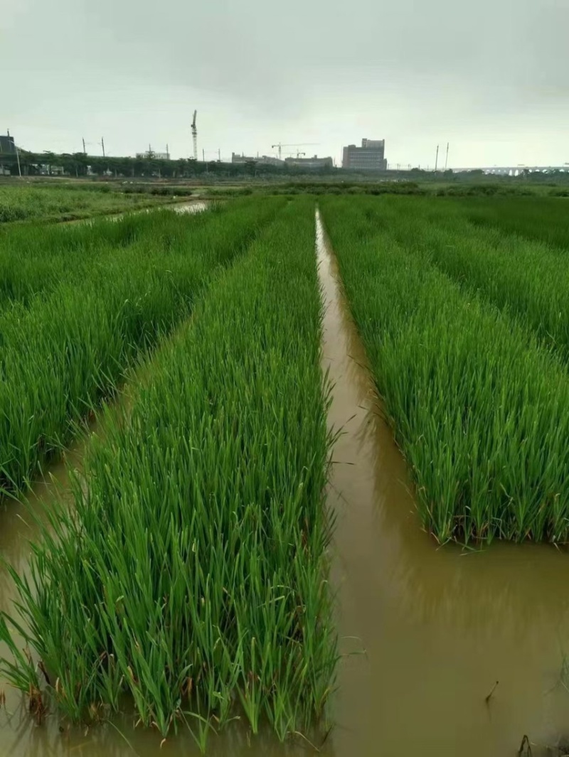 香蒲各种水生植物基地大量现货供应，欢迎各位客户咨询