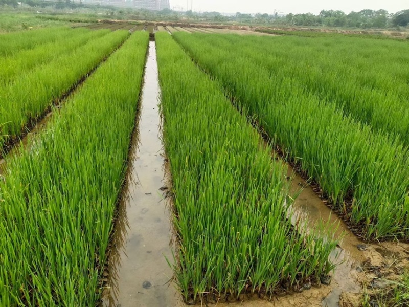 香蒲各种水生植物基地大量现货供应，欢迎各位客户咨询