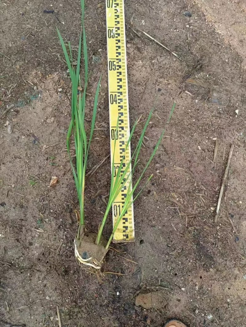 香蒲各种水生植物基地大量现货供应，欢迎各位客户咨询