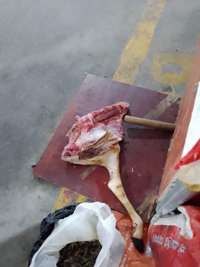 鲜羊肉