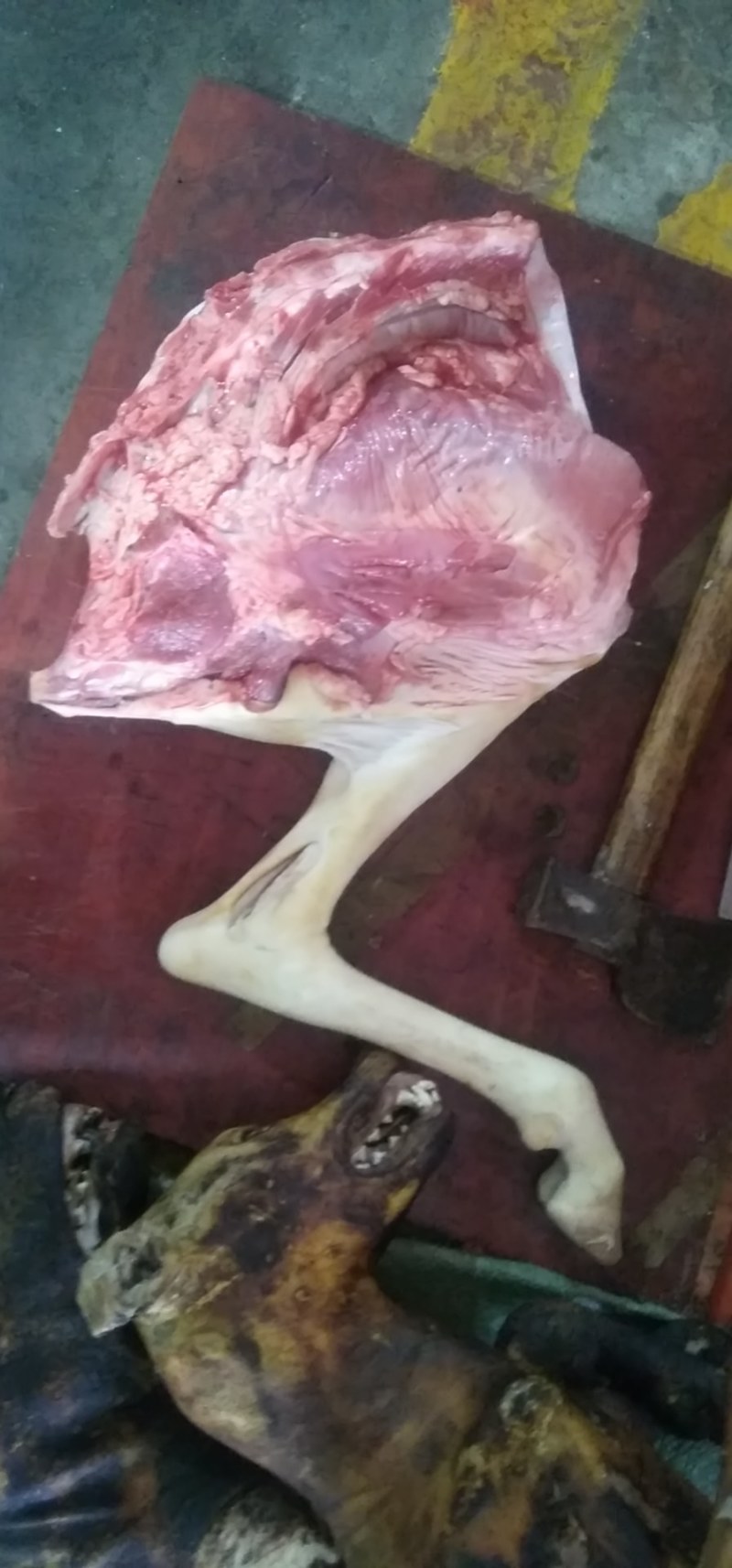 鲜羊肉