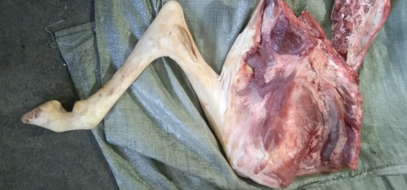 鲜羊肉