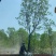 乌桕5-8-10-12-15-18公分大量苗圃打号起苗