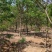 乌桕5-8-10-12-15-18公分大量苗圃打号起苗