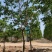 乌桕5-8-10-12-15-18公分大量苗圃打号起苗
