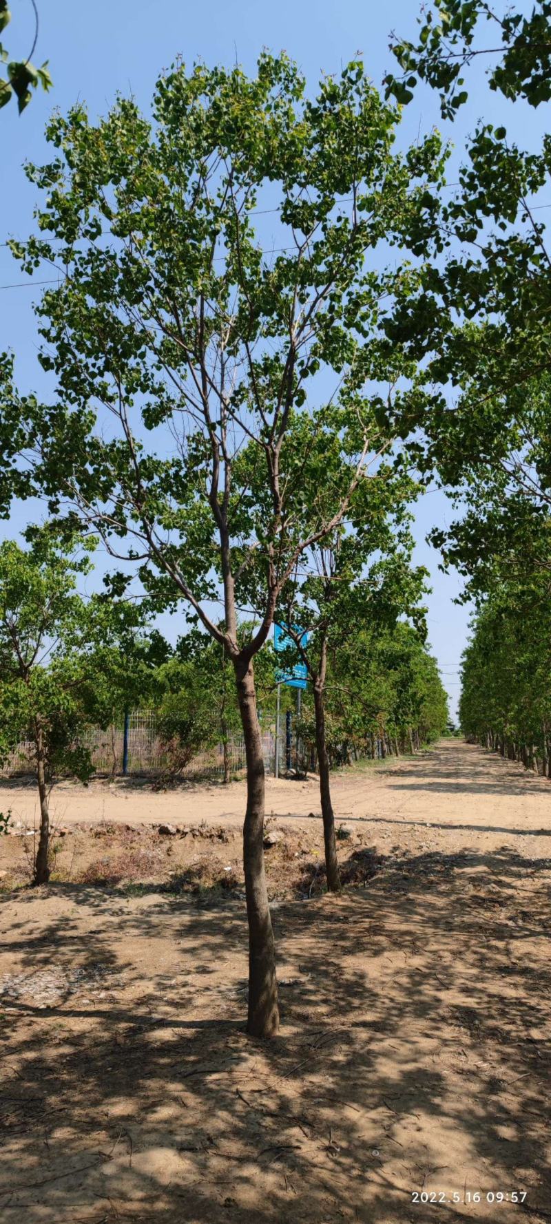 乌桕5-8-10-12-15-18公分大量苗圃打号起苗