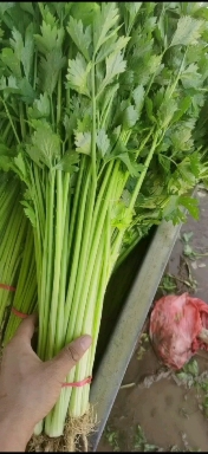 代收山芹黄瓜西瓜