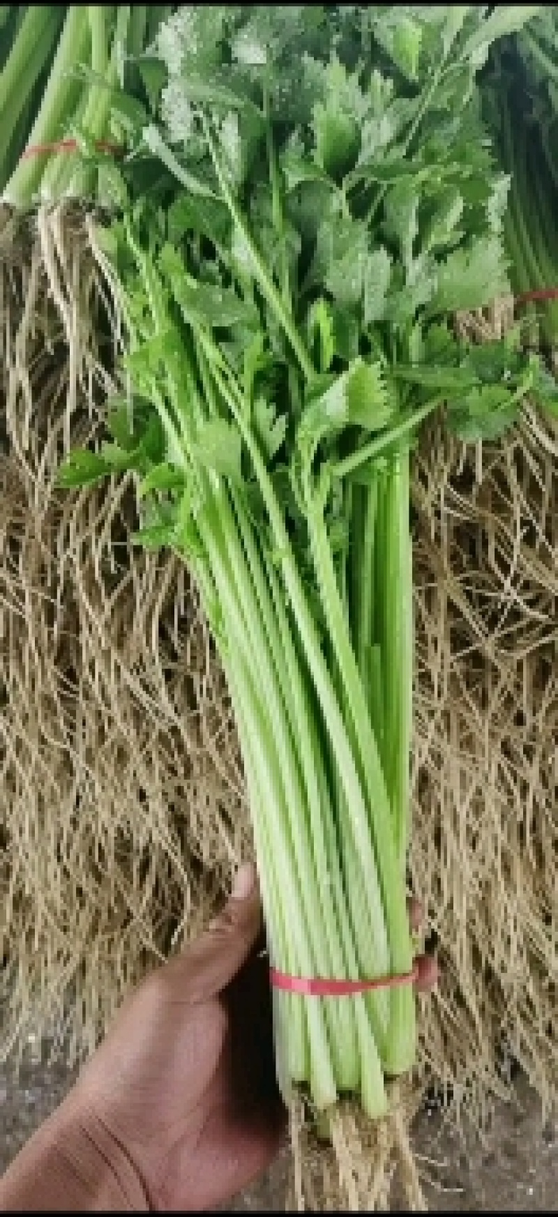 代收山芹黄瓜西瓜