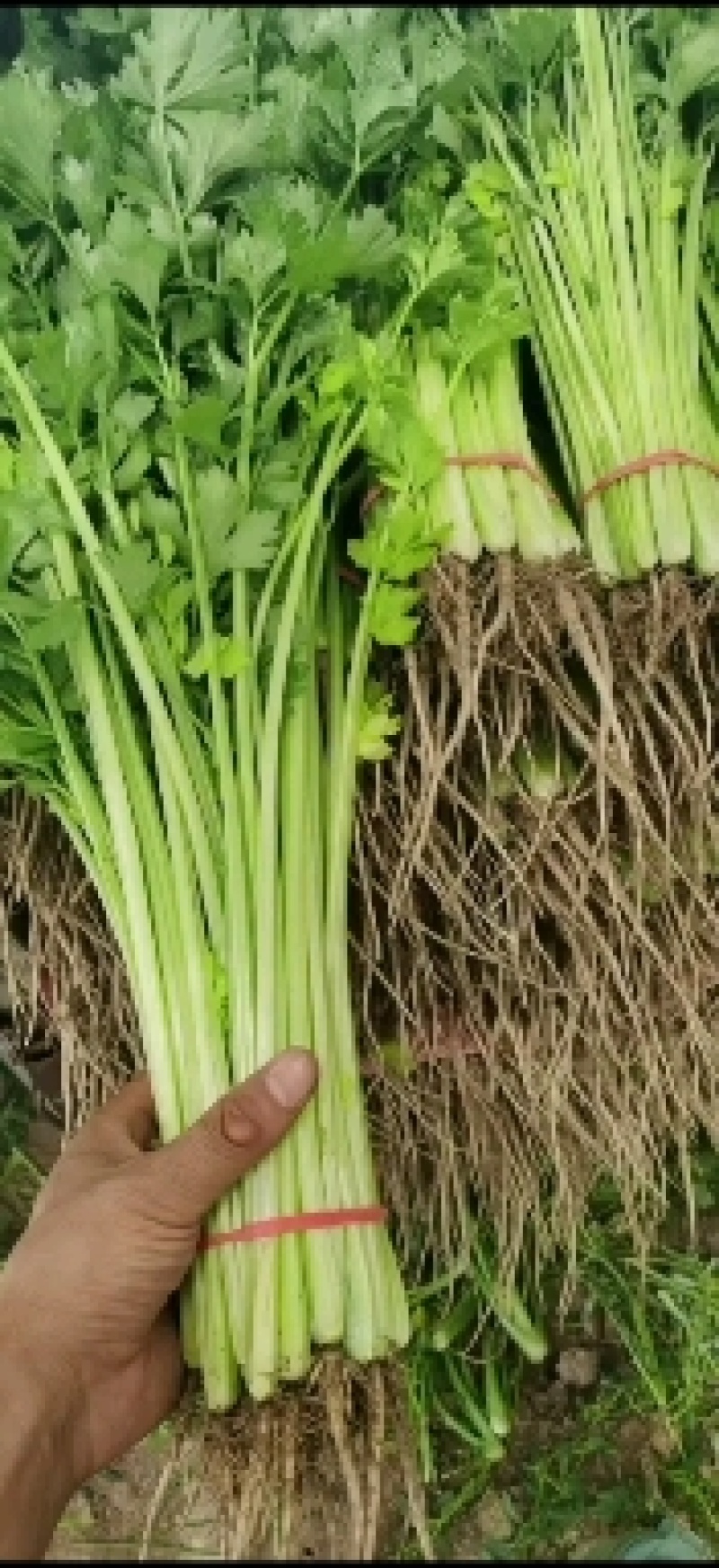 代收山芹黄瓜西瓜