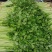 代收山芹黄瓜西瓜