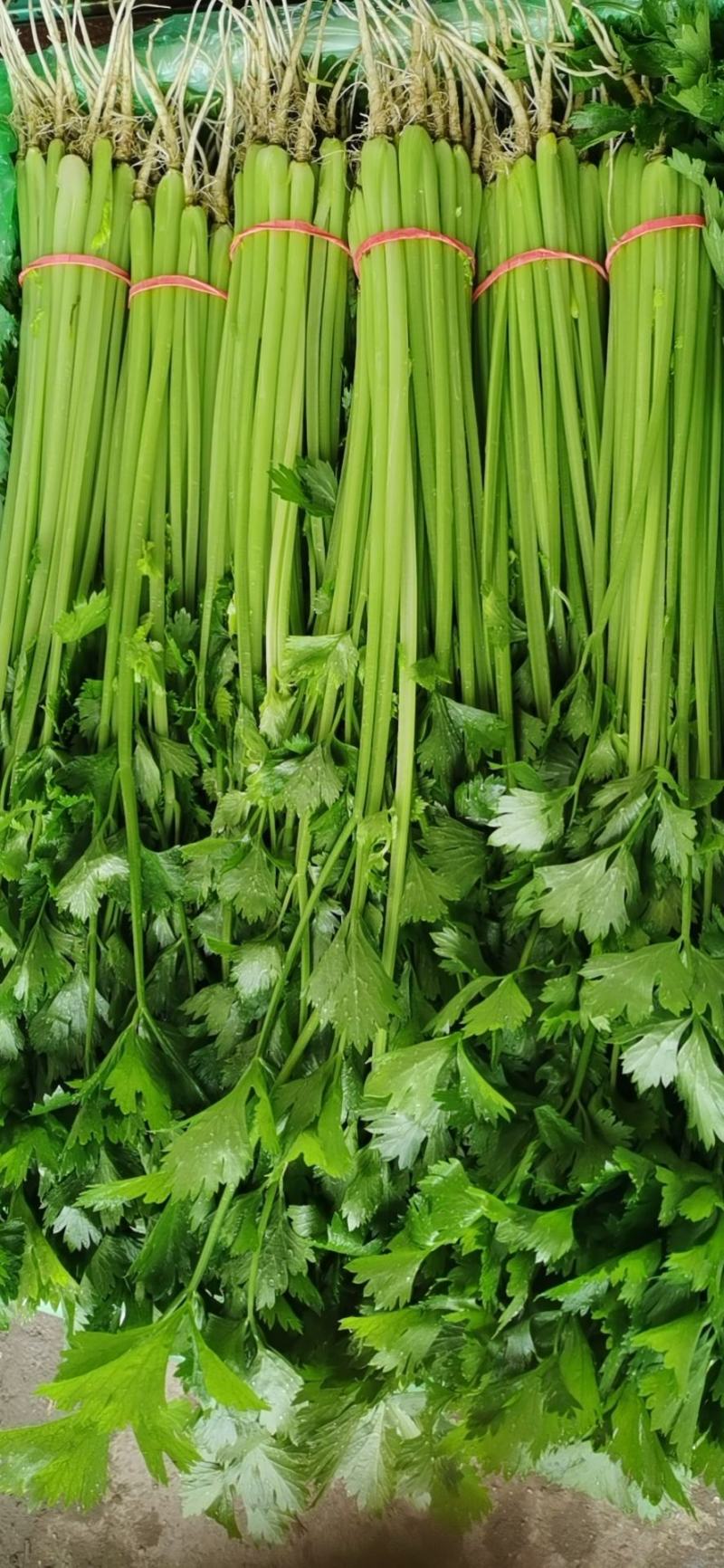 代收山芹黄瓜西瓜