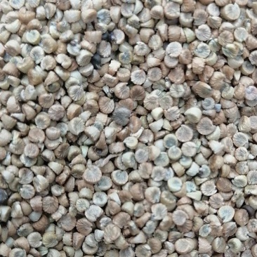 冬葵果产地四川质量很好通货大批量销售产地直销