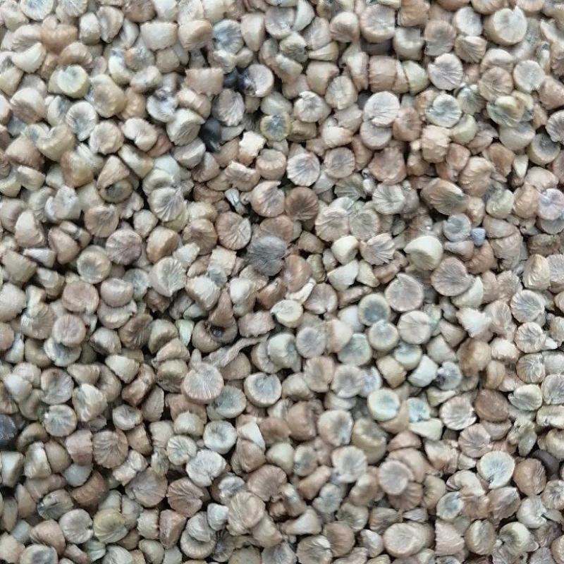 冬葵果产地四川质量很好通货大批量销售产地直销