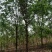 乌桕5-8-10-12-15-18公分大量苗圃打号起苗